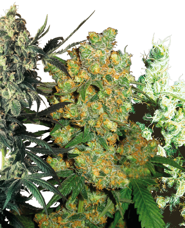 Sensi Seeds - Feminized Mix