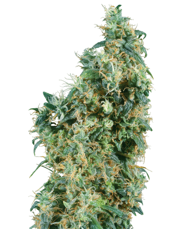 Sensi Seeds - First Lady® (Regular)