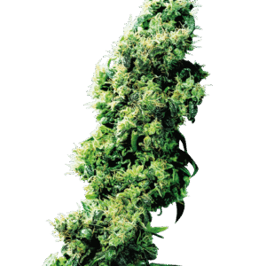 Sensi Seeds - Four-Way® (Regular)