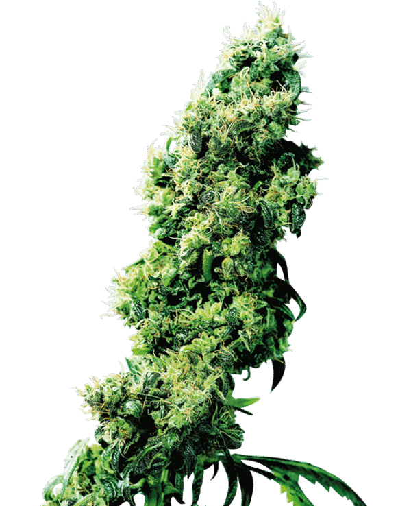 Sensi Seeds - Four-Way® (Regular)