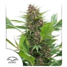 Dutch Passion - Frisian Duck®