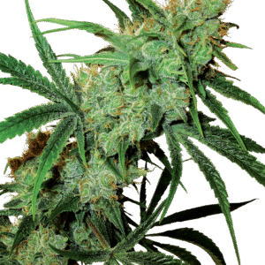 Sensi Seeds - Fruity Juice® (Regular)