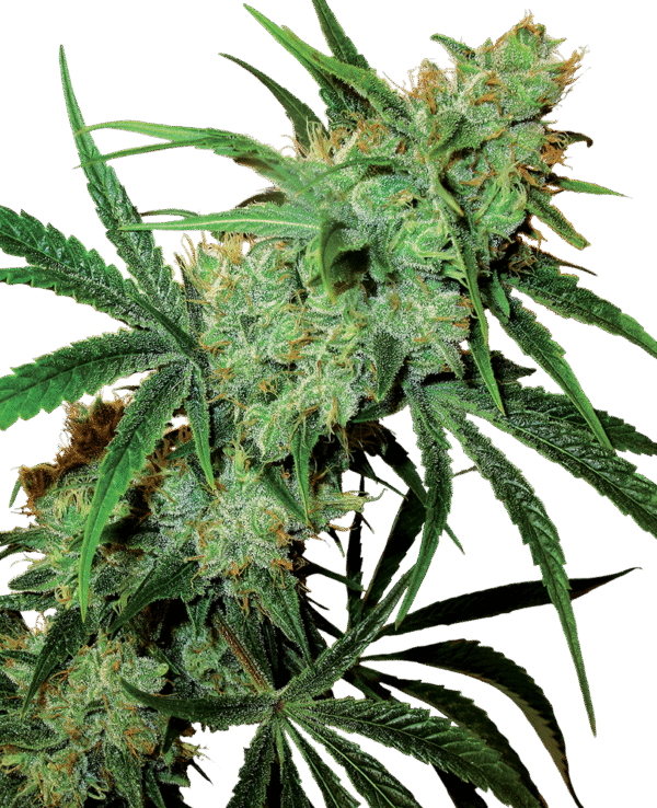 Sensi Seeds - Fruity Juice® (Regular)