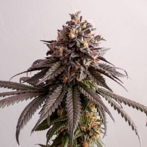 Kannabia - Gelato-K