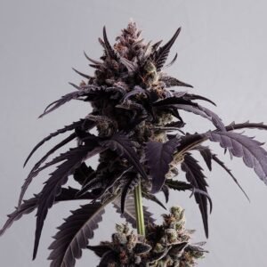Kannabia - Ginger Punch AUTO