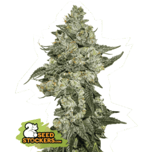Seed Stockers - Girl Scout Cookies Auto