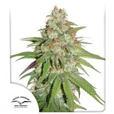 Dutch Passion - Glueberry O.G.®