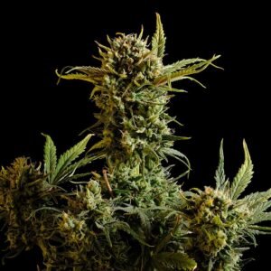 Kannabia - Gnomo AUTO
