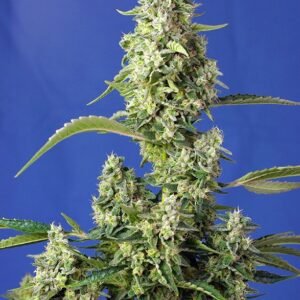 Sweet Seeds - Gorilla Girl XL Auto®