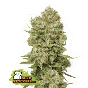 Seed Stockers - Green Crack Fem