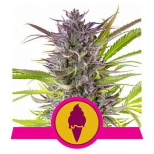Royal Queen Seeds - Green Gelato