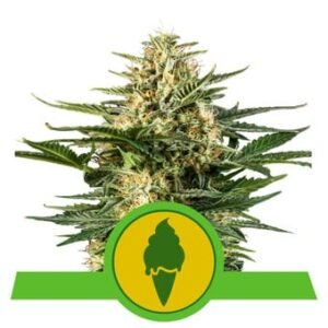 Royal Queen Seeds - Green Gelato Auto
