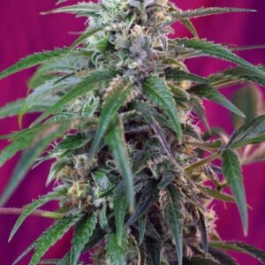 Sweet Seeds - Green Poison Auto®