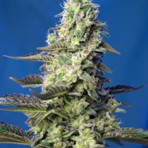 Sweet Seeds - Green Poison XL Auto®