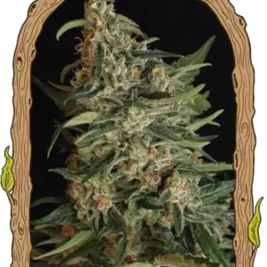 Exotic Seeds - Green Gummy