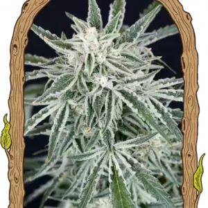 Exotic Seeds - Green Gummy Auto