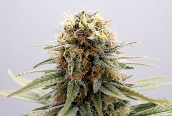 Kannabia - GSC