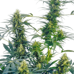 Sensi Seeds - Guerrilla's Gusto® (Regular)