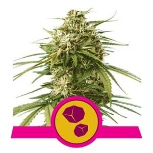 Royal Queen Seeds - Gushers