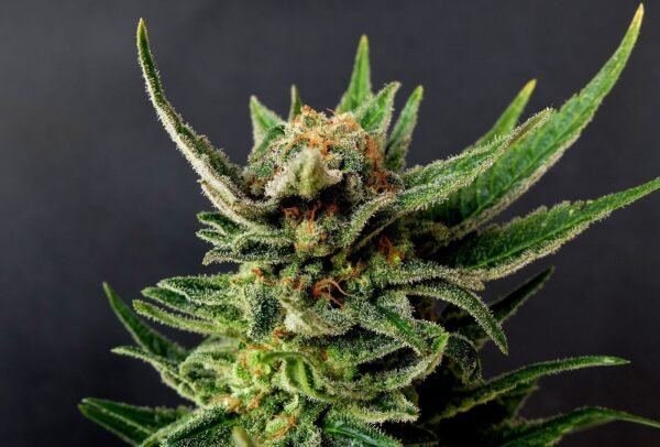 Kannabia - Gypsy Kush