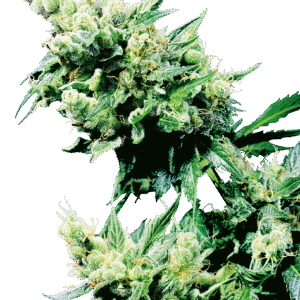 Sensi Seeds - Hash Plant® (Regular)