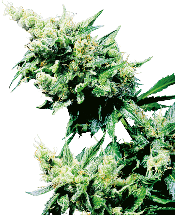 Sensi Seeds - Hash Plant® (Regular)