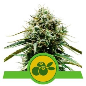 Royal Queen Seeds - Haze Berry Auto