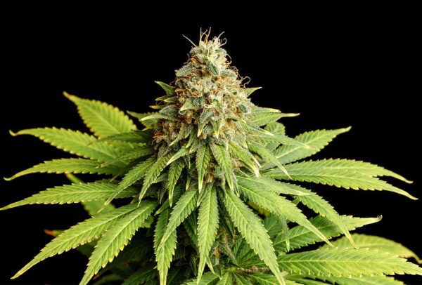 Kannabia - Hellfire OG