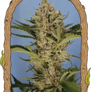 Exotic Seeds - Herz OG Auto
