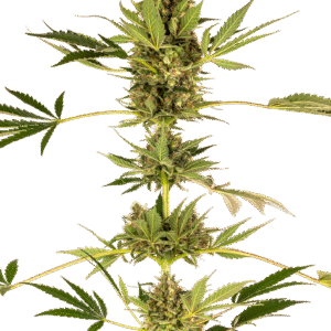 Sensi Seeds Research - Sensi #49 CBD