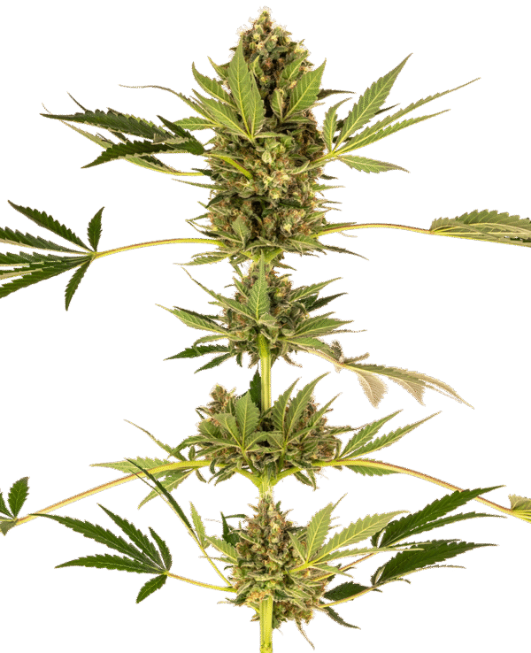 Sensi Seeds Research - Sensi #49 CBD