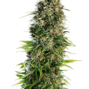 Sensi Seeds - Hindu Kush Automatic