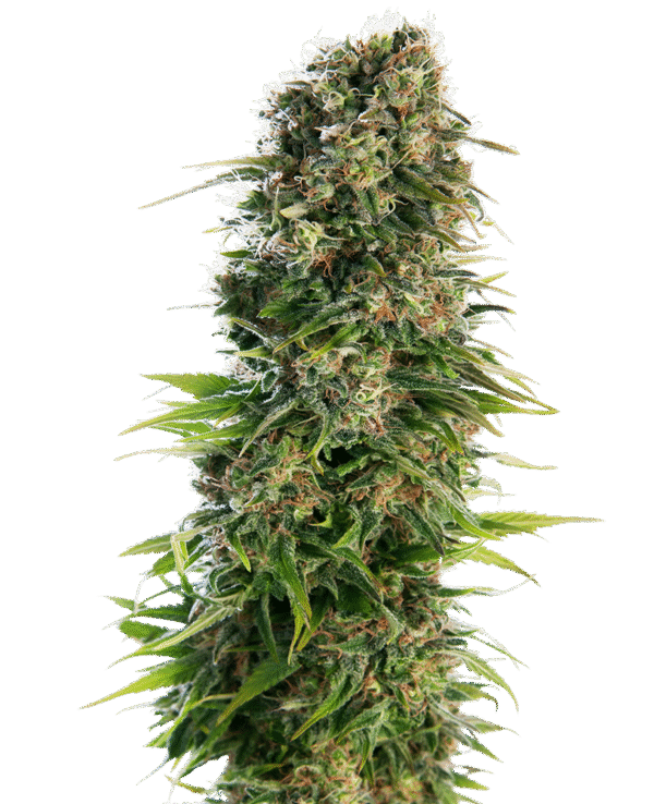 Sensi Seeds - Hindu Kush Automatic