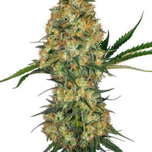 Sensi Seeds - Hindu Kush Feminized
