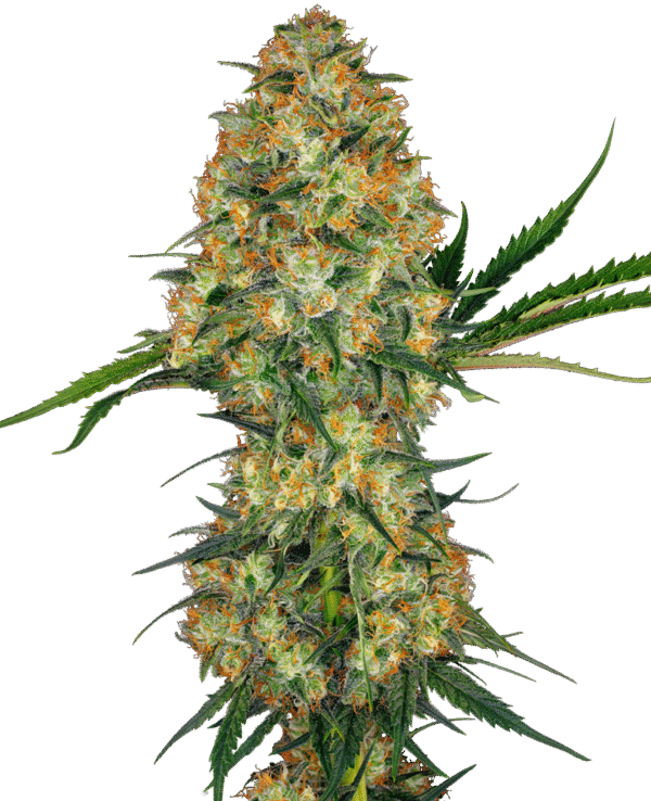 Sensi Seeds - Hindu Kush Feminized