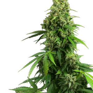 Sensi Seeds Research - Honey Melon Kush Automatic