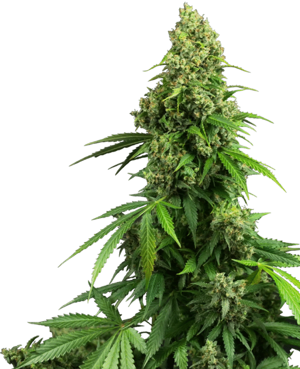 Sensi Seeds Research - Honey Melon Kush Automatic
