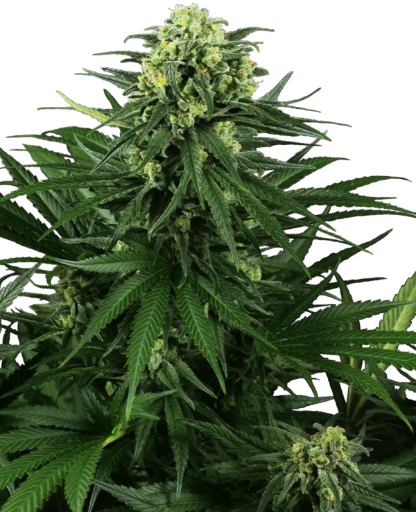 Sensi Seeds Research - Honey Melon Kush Feminized
