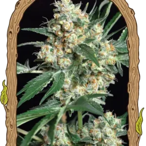Exotic Seeds - Honey Mints