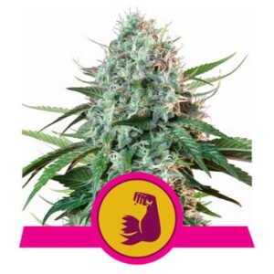 Royal Queen Seeds - HulkBerry