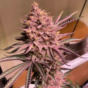 Serious Seeds - Seriotica