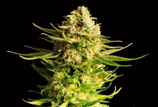 Kannabia - Indica Cream