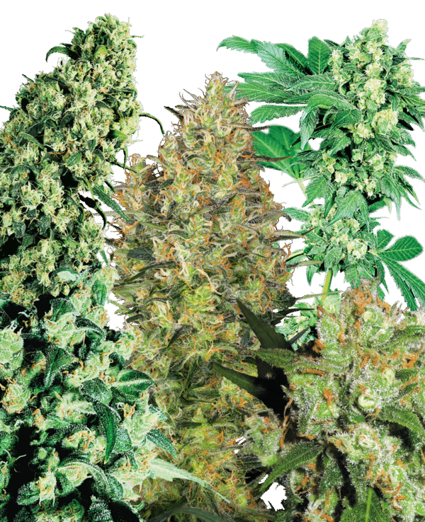Sensi Seeds - Indoor Mix® (Regular)