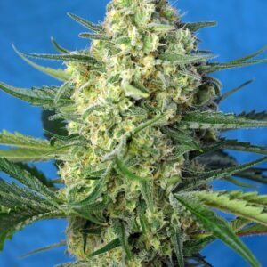 Sweet Seeds - Jack 47 XL Auto®