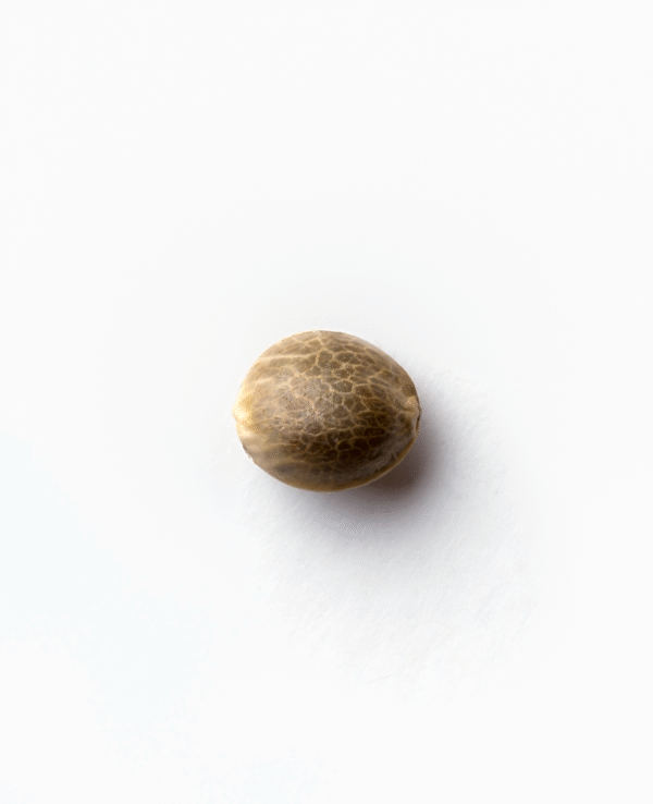 Sensi Seeds - Jack Flash #5 Feminized