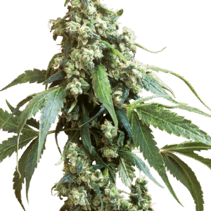 Sensi Seeds - Jack Flash® (Regular)