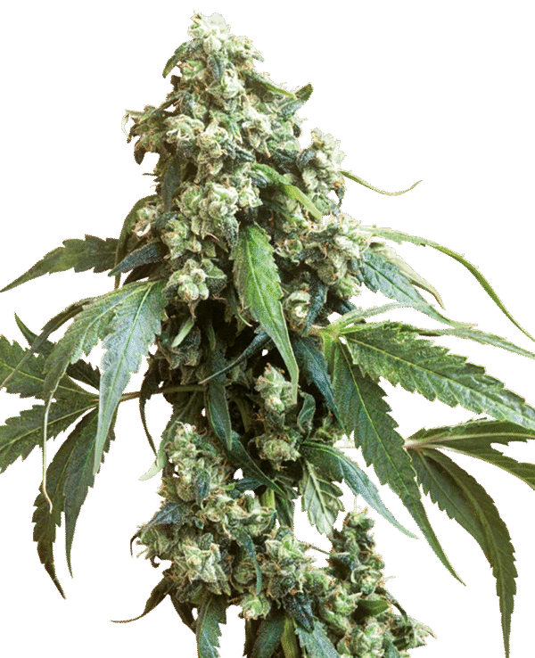 Sensi Seeds - Jack Flash® (Regular)