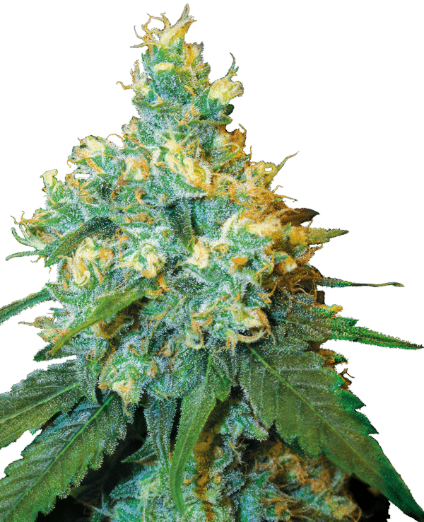 Sensi Seeds - Jack Herer Feminized