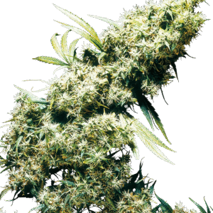 Sensi Seeds - Jamaican Pearl® (Regular)