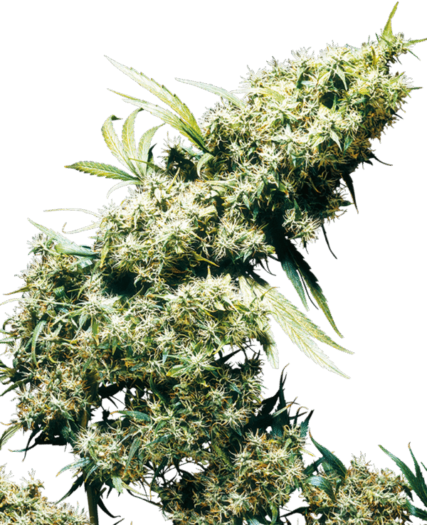 Sensi Seeds - Jamaican Pearl® (Regular)